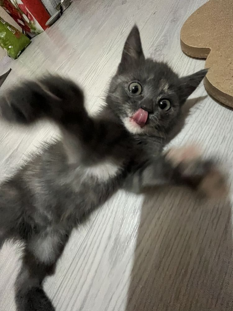 котенок 3 месяца девочка