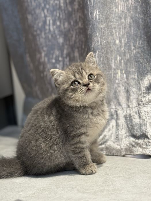 Британский  скоттиш страйт