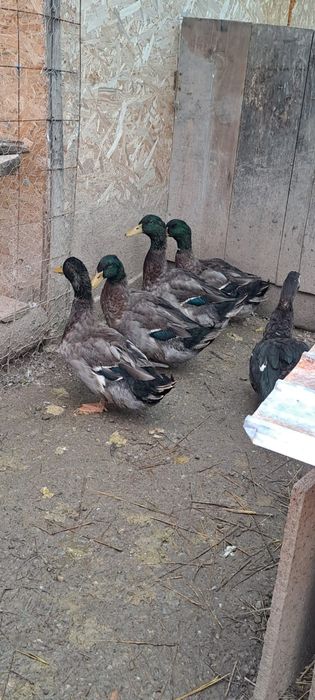 Rățoi de vânzare