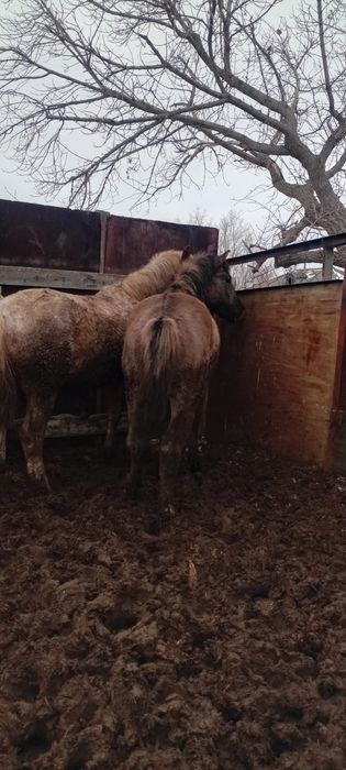 Продам жирных лошадей с откорма Бармақ қазы смело