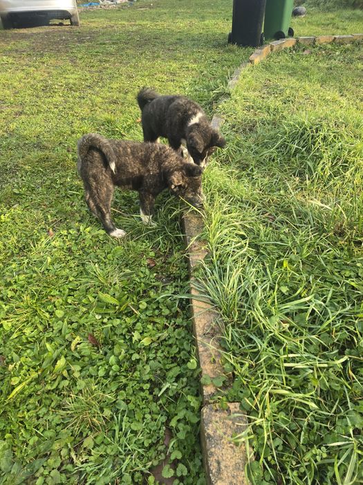 Akita Inu Japonez, donatie