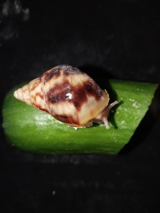 Ulitkalar yuzga quyilmagan