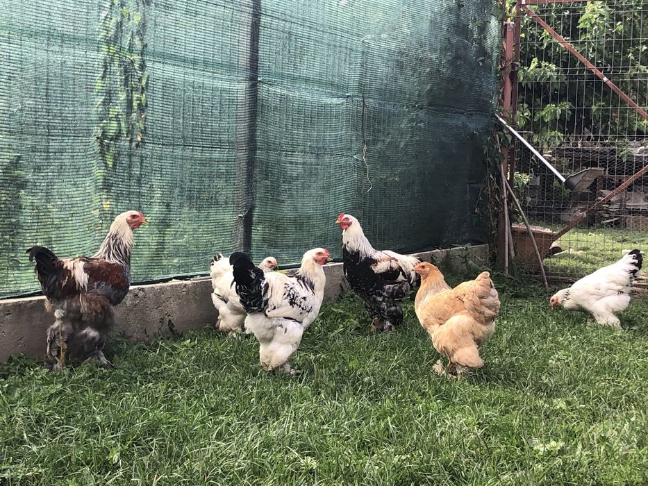 Cocosi brahma tineret 2025 vand sau schimb cu cereale