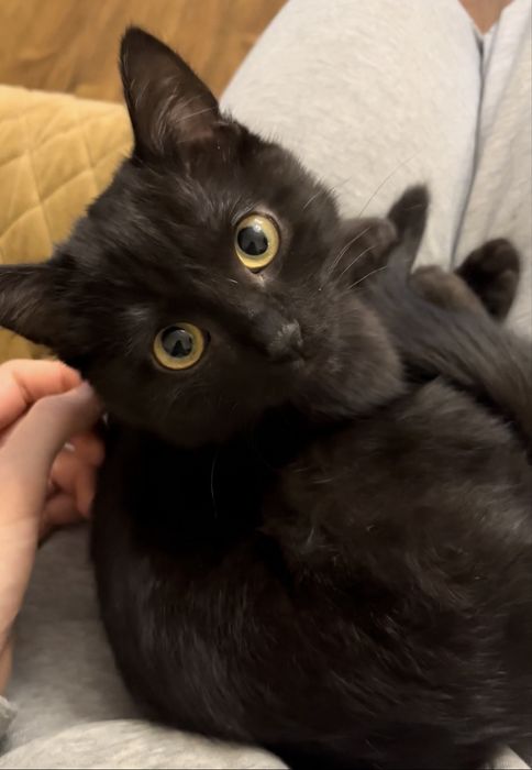 Домашняя передержка кошек