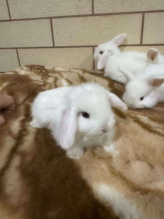 Karlik dekarativ quyon bolalari