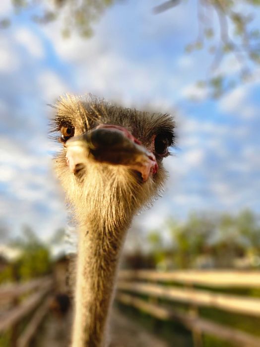 Ouă de struț pentru consum – Proaspete si la comanda