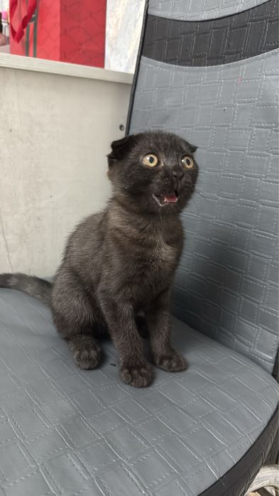 Милый чёрный вислоухий котёнок ищет дом