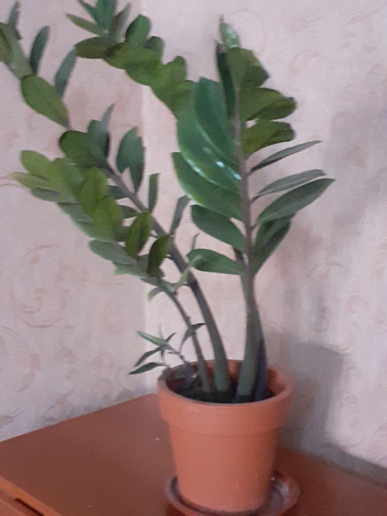 Продаю цветок доллар