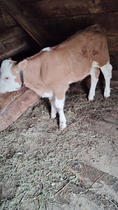 Vând vaca de 10 ani cu vițel.