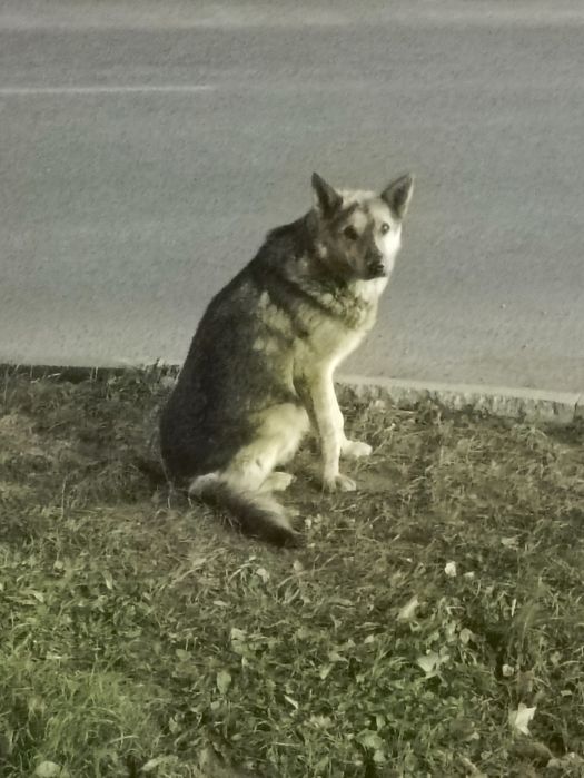 Собачку в добрые руки