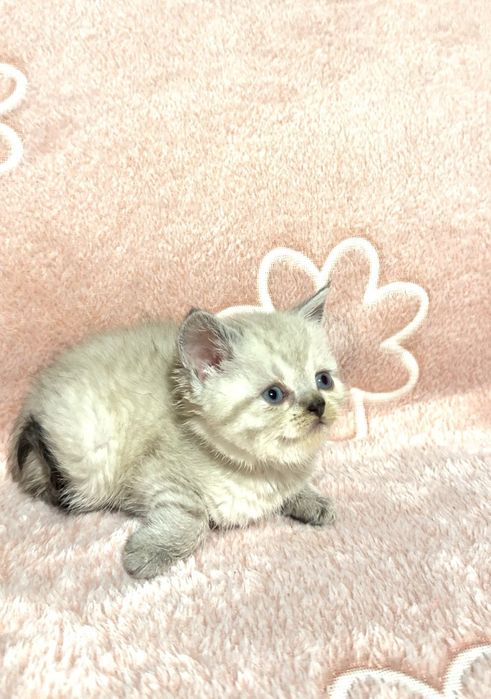 Британска късокосместа