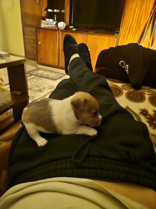 Три момичета и едно момче Джак Ръсел териер