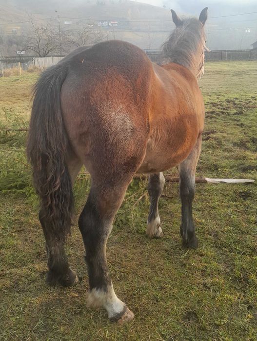 Mânză de 7 luni de vânzare