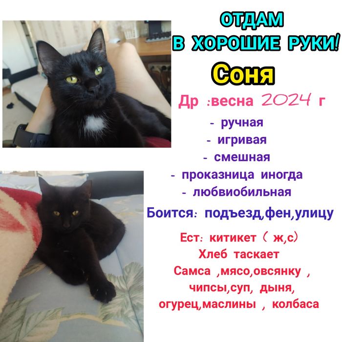 Отдам в хорошие руки