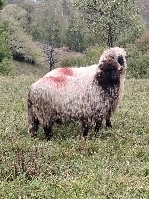 Berbeci de vânzare și noateni