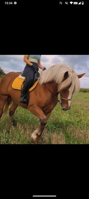 Vând armăsar de 3 ani