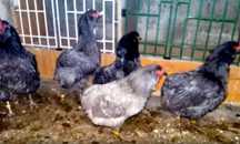 Gaini Araucana, oua, miere padure, fagure miere, lapte capra 100%BIO