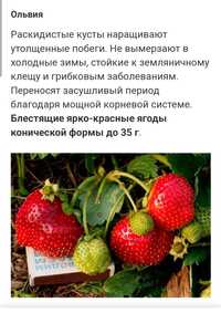 Продам рассаду клубники