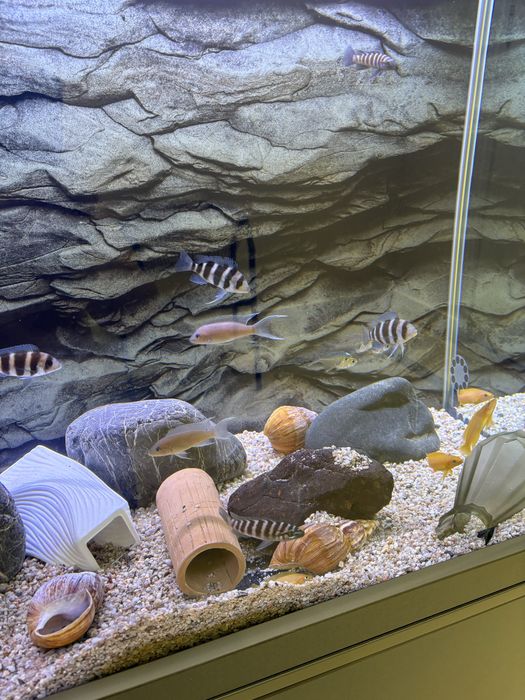 Akvarium 370lt komplekt зур холатда ойнаси 10 лик оптивайт хитой