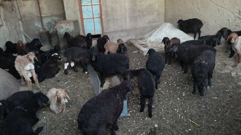 Ташкентский Область Солдатский (Doʻstobod) 1.2 гектар 55 км от столицы