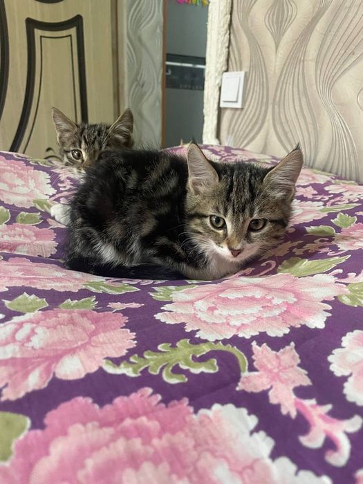 Бесплатно в хорошие руки котята