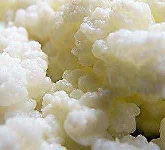 Donez granule (ciuperca) de chefir (kefir) prin posta