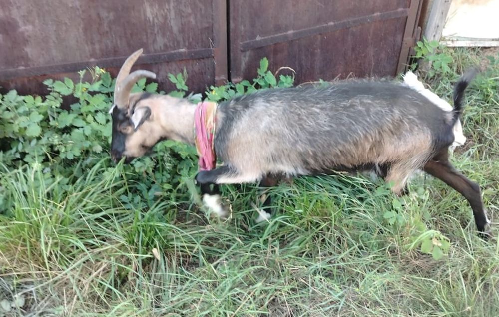 Продаются   козы