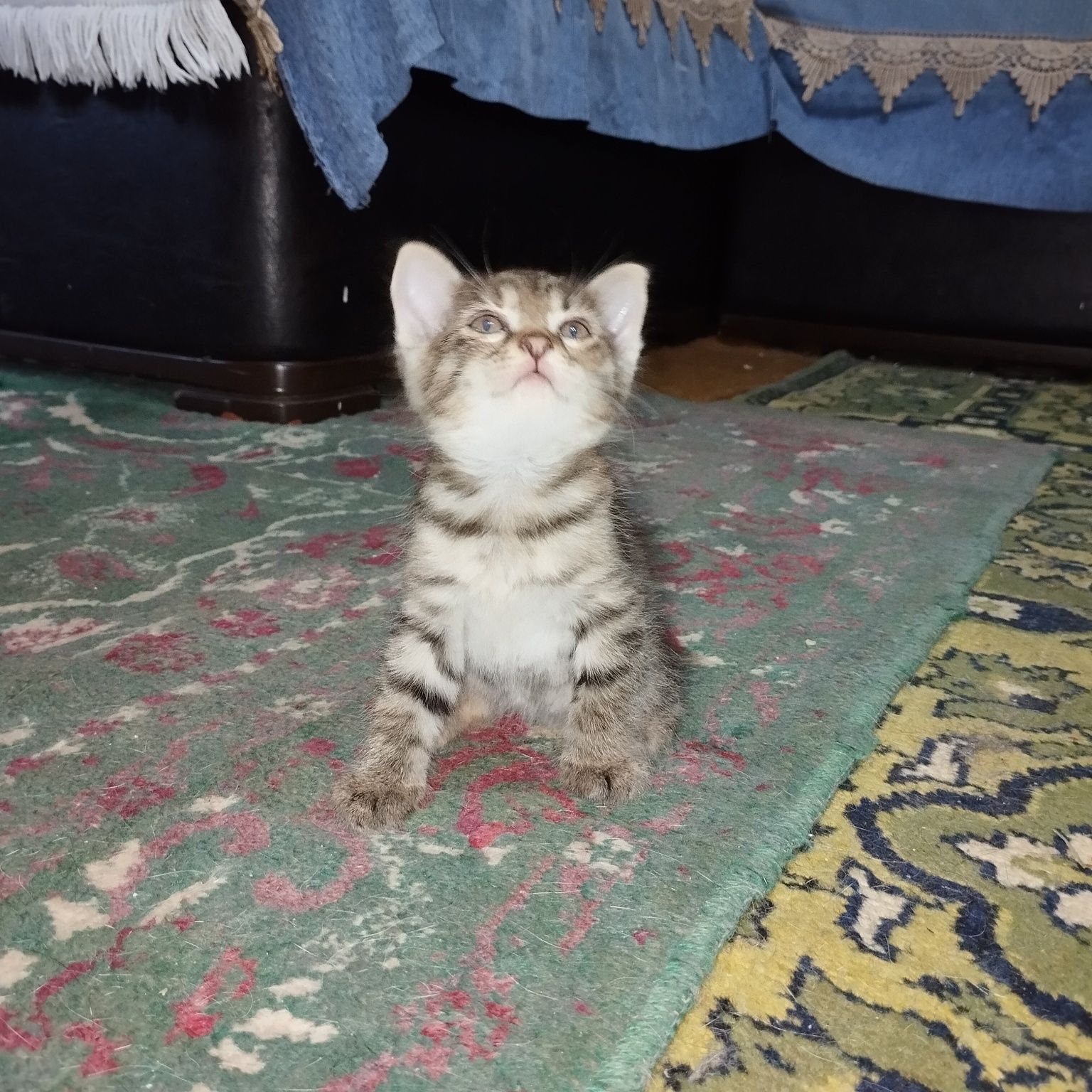 Котята бесплатно