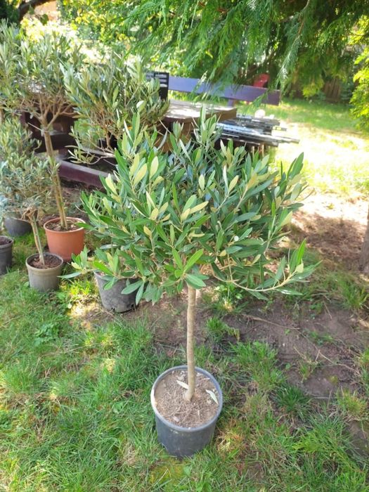 Maslin roditor 1 metru