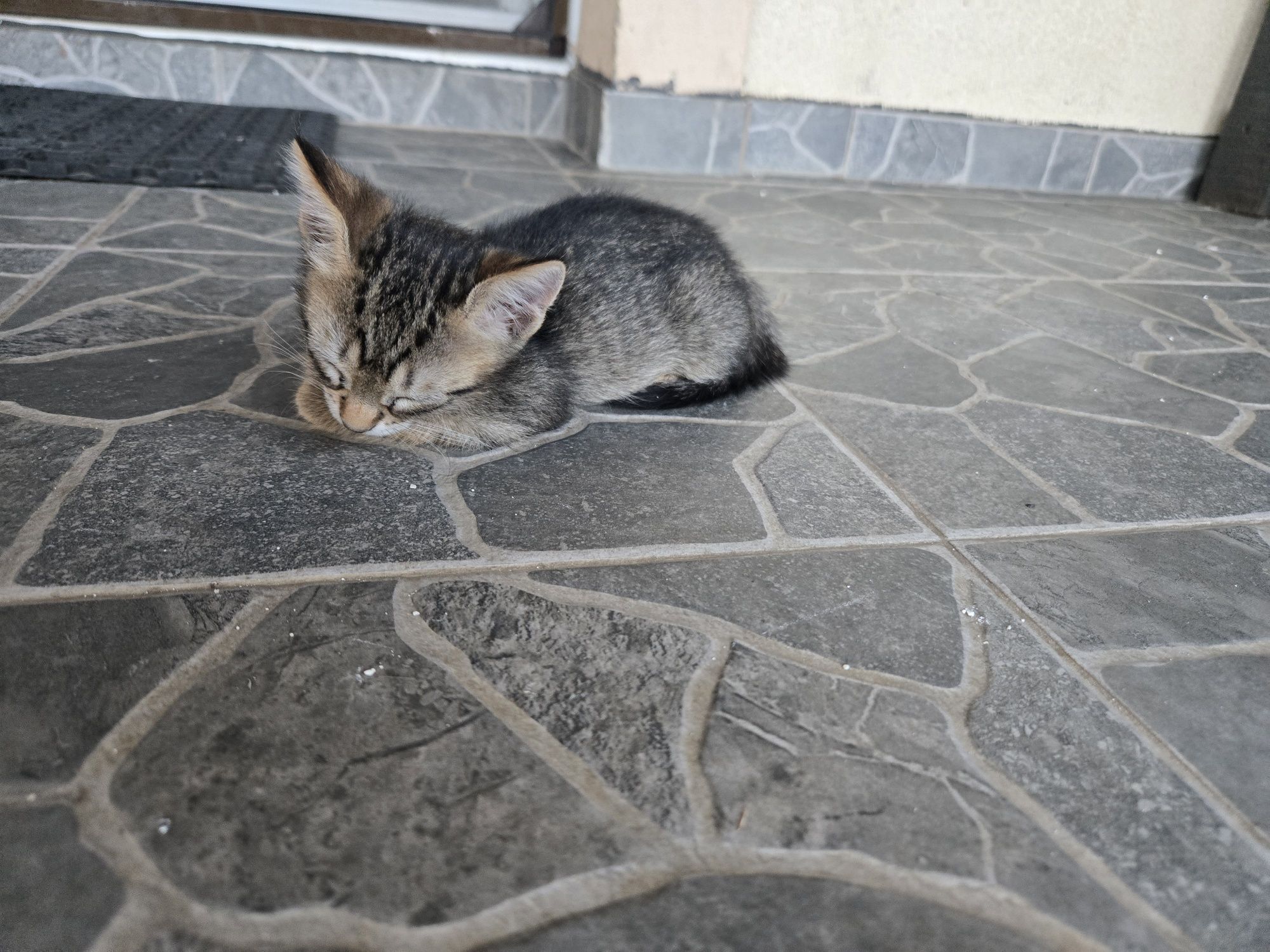 Dau spre ADOPȚIE 4 pui de pisică