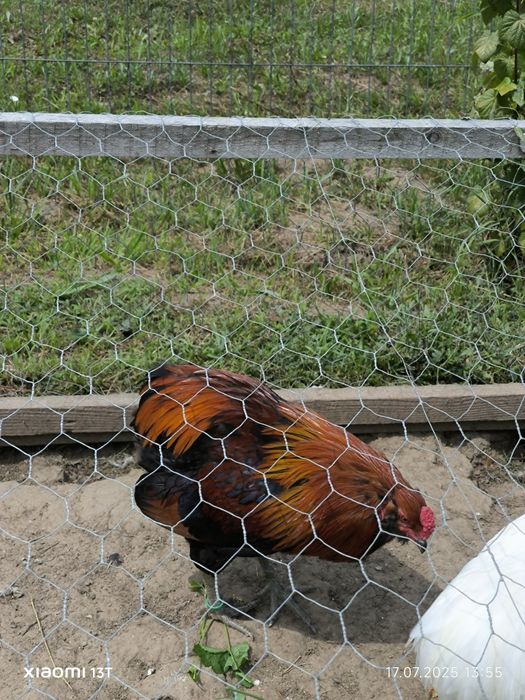Cocosi araucana 2025