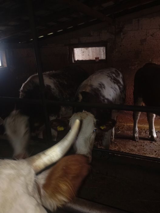 Vând vaci, 15 mame, 3 juninci (2gestante)