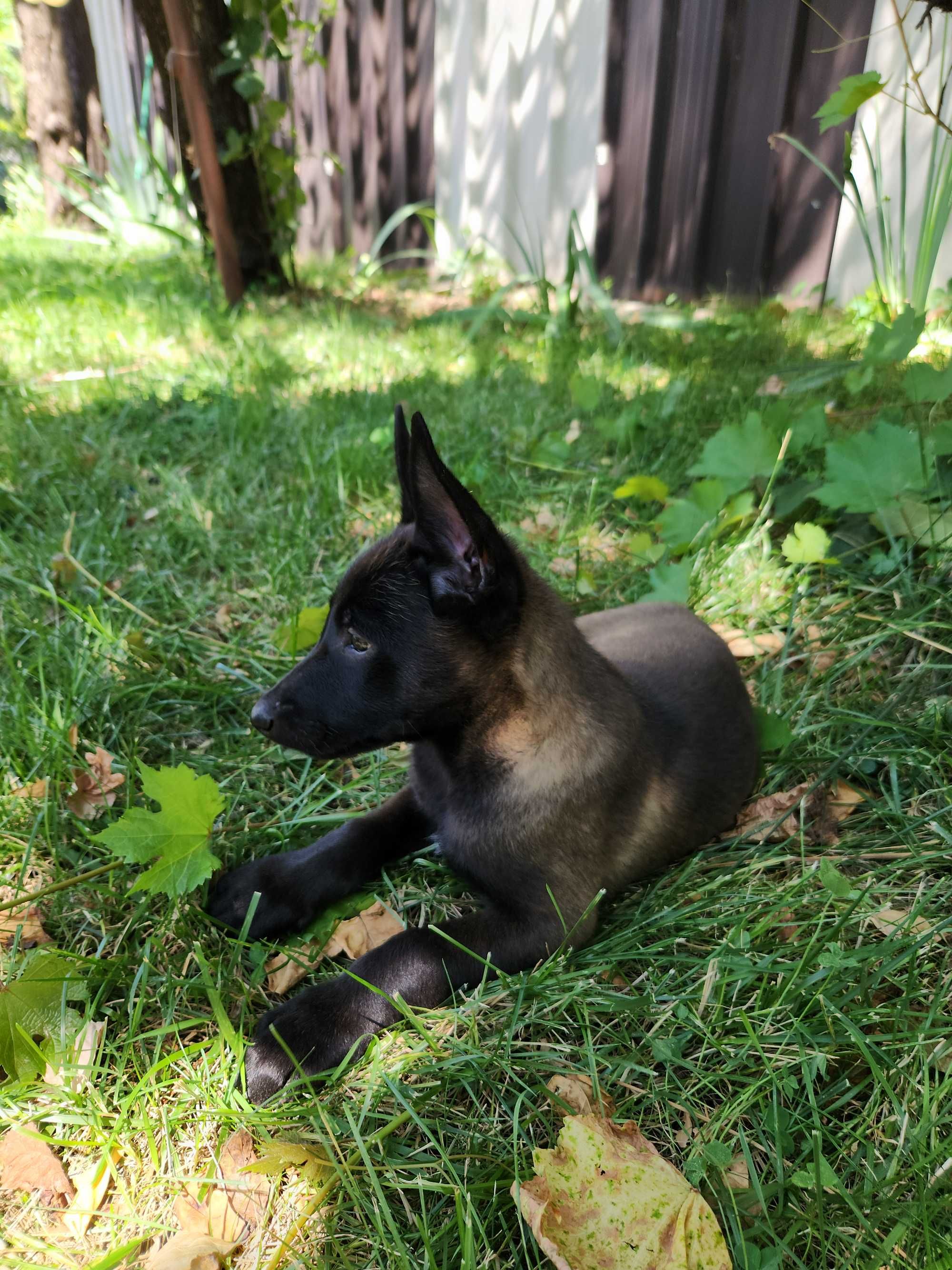 Femela Ciobanesc belgian Malinois cu pedigree