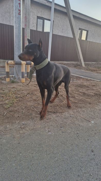 Доберман 9айлык команда тусинет. Ит АТЫРАУ каласында