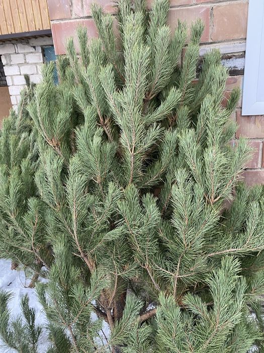 Новогодние сосны, елка новогодняя, сосна, елка, пихта