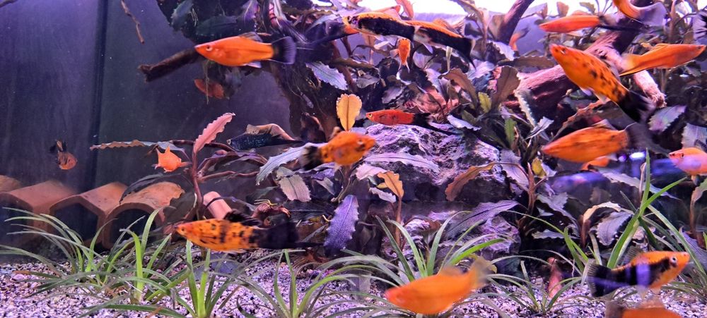 Plante usoare ,easy, pentru acvarii de apa dulce