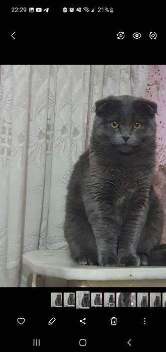 Шатландиская Фолд зоти