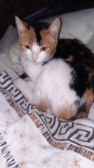 Отдам котенка девочка.