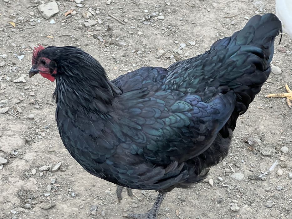 Cocos Australorp de 6 luni