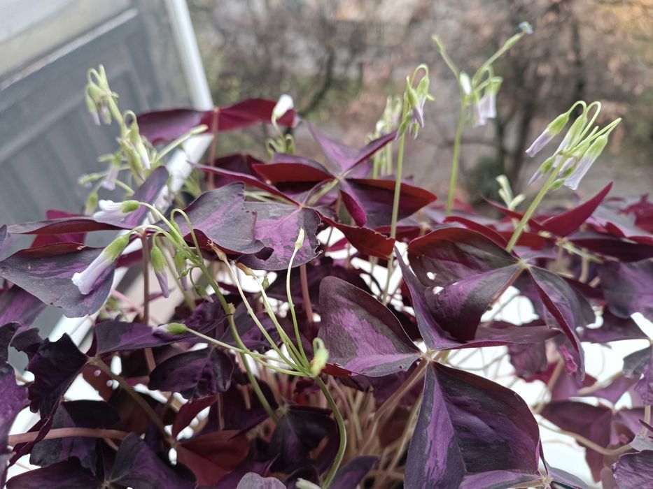 Детелина - стайно растение