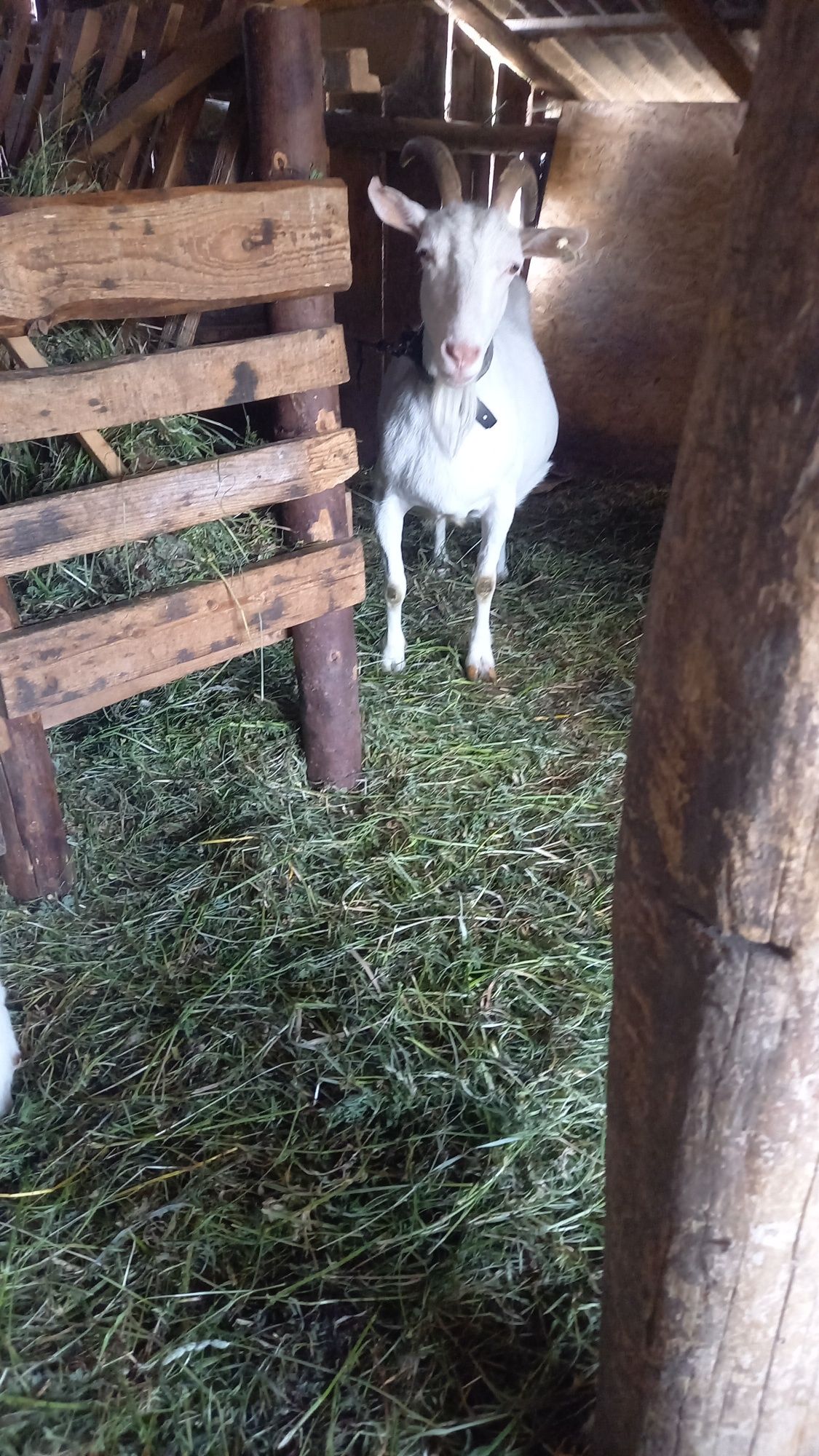 Tap sannen șut genetic