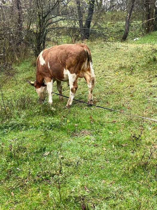 Vând tăuraș de 8 luni