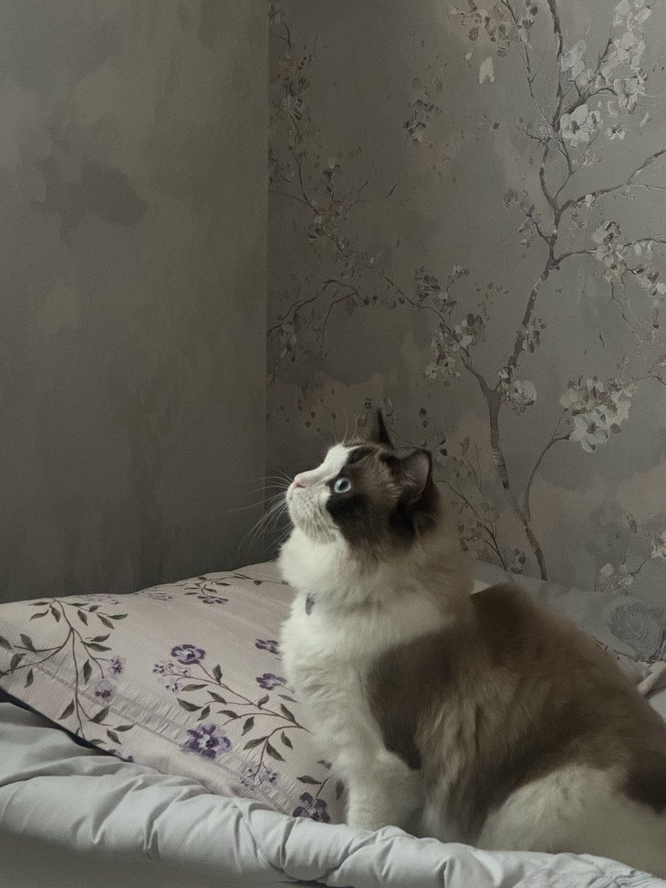 Вязка, RAGDOLL original. Не продаётся! Sotilmidi!