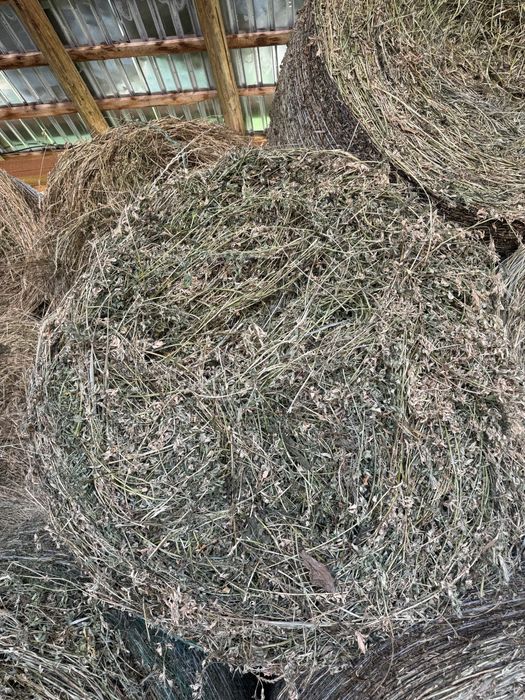 Baloti rotunzi de lucerna .