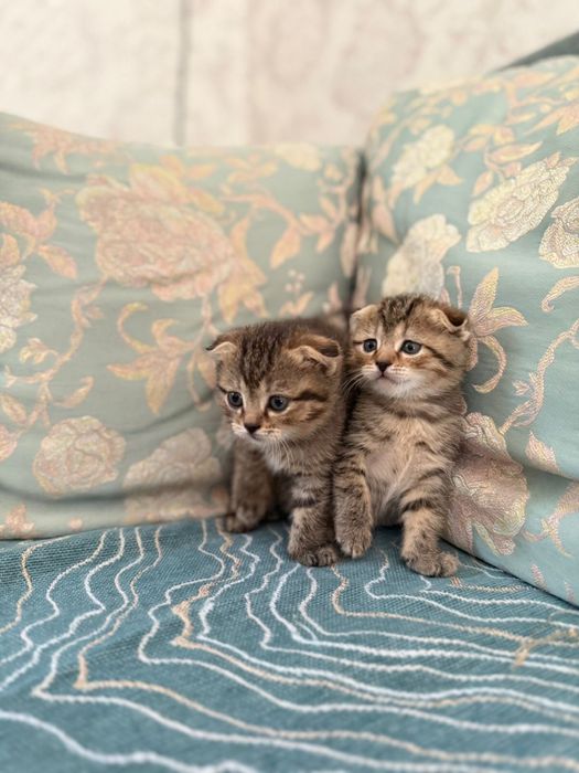Вислоухие котята
