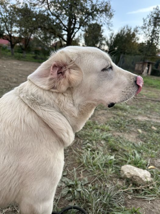 Mascul de asia centrala