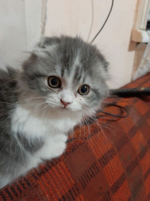 Породистый домашний котенок.