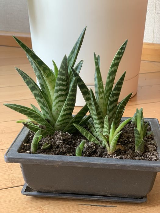 Цветы домашние кашпо горшок