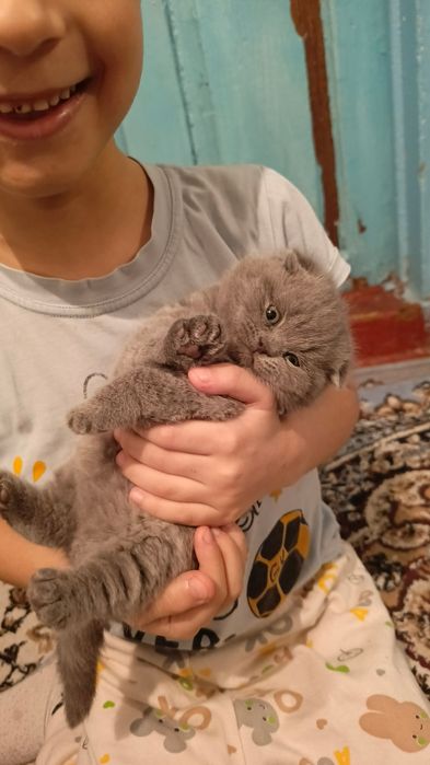 Пародистые котята вислоухие(скотиш фолд)