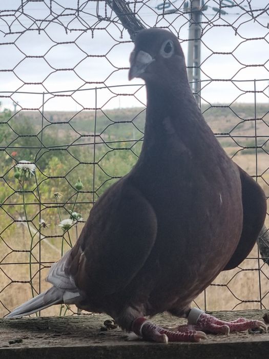 Porumbei rosii de Bucuresti